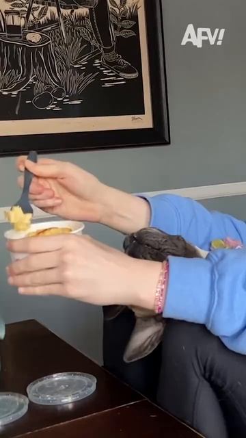 Песель хочет кушать