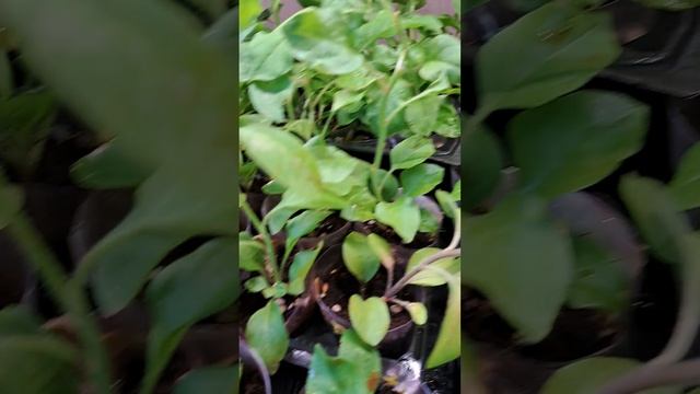 04.mp4