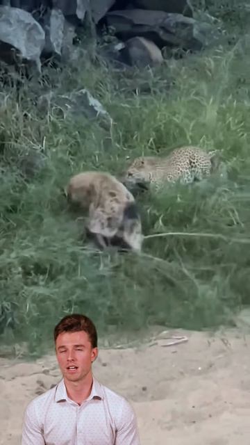 BGHFGOBjU8A - ＂Leopard Triumphs Again： Hyena's Furious Battle Ends in Defeat＂ #shorts #animals #wild