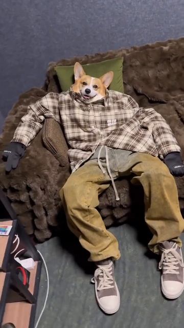 Собака кент