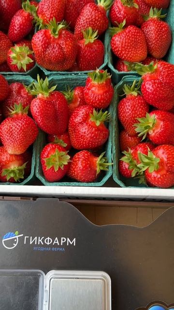 🍓🍓🍓 Первая клубника поспела у нас