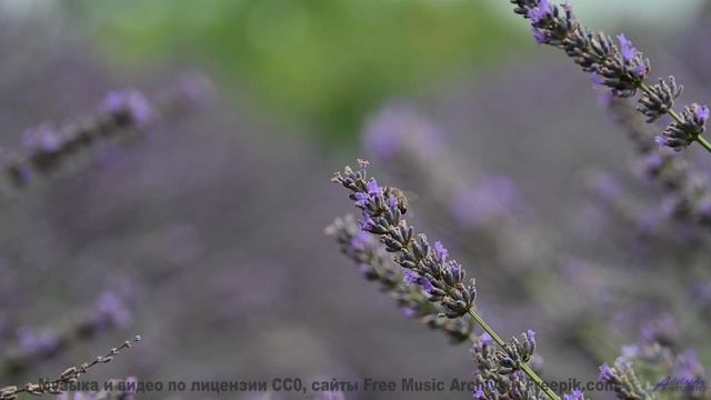 Музыка, от которой мурашки бегут по коже - это невероятно! - Morning Light -- HoliznaCC0 -- We Drove