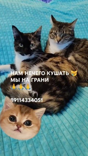 ЧЕЛОВЕК ПОМОГИ 🙏🆘
