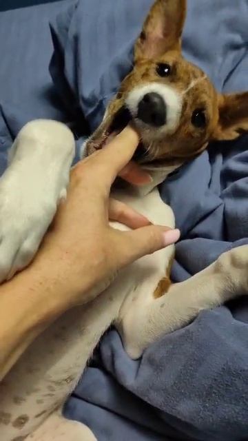 VID-20240929-WA0006.mp4