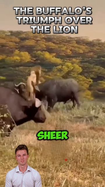 0OLi1w6XXQY - ＂Unity Overcomes： The Buffalo's Triumph Over the Lion＂ #shorts #animals #lion #facts #