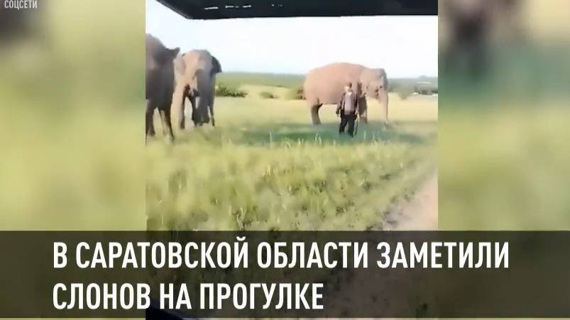 Гуляющие слоны под Саратовом
