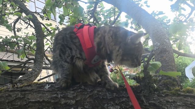 Муся скалолазка
