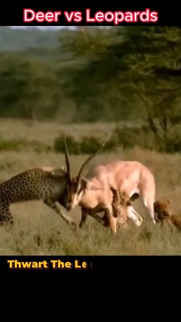 JoPJUB28Z40 - Roe Deer Defies Odds： Triumphs Over Leopards in Nature's Battle #shorts #animals #vira