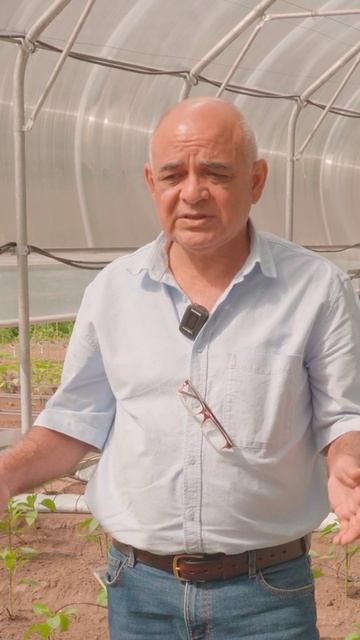 Подкормка и уход за СЛАДКИМ ПЕРЦЕМ 🫑🌱