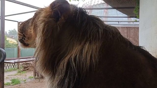 Шерхан из домика на тумбу. Видео от опекуна Светланы