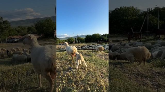 Первый раз в Грузии 🇬🇪 Таких кадров ИИ не сделает никогда🤗🤗