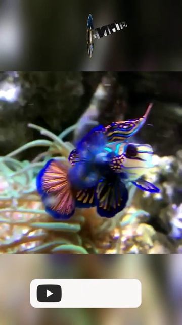 Рыбка-мандаринка - Synchiropus splendidus (@infackts)