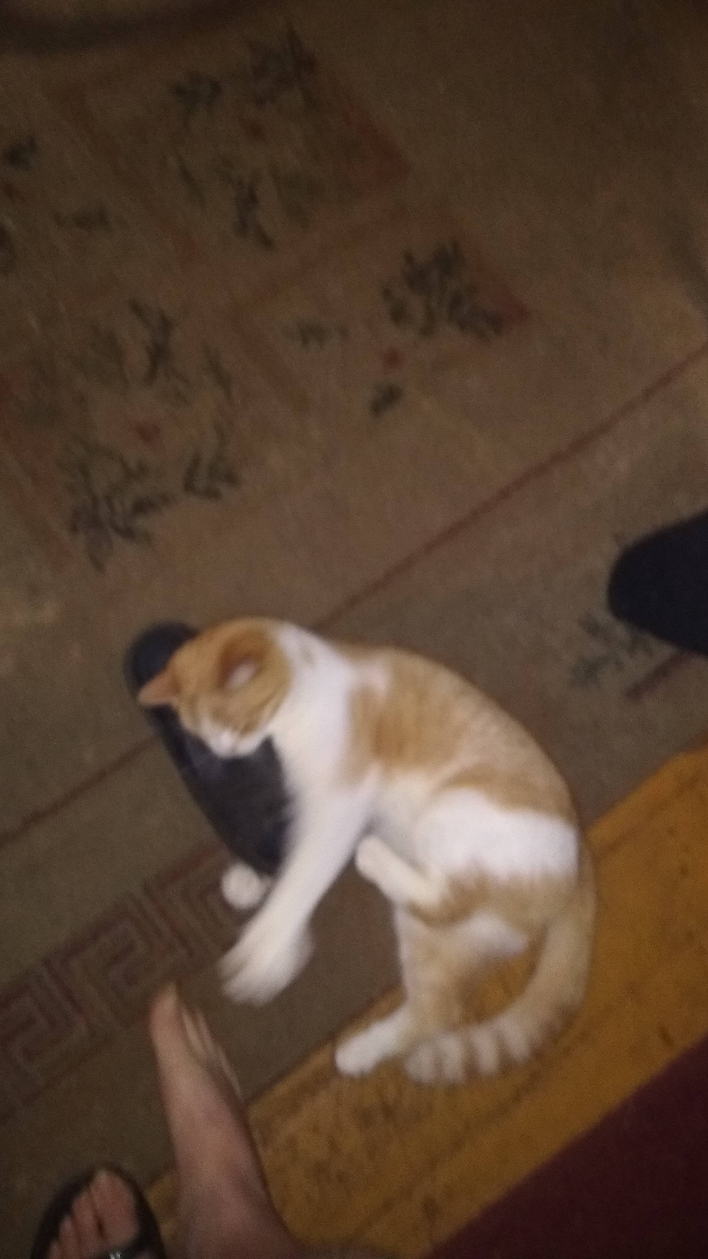 Редкостный охотник 😽