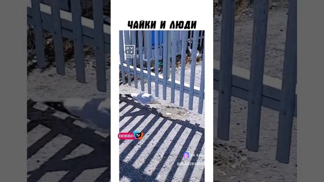 clip-228290058_456252261.mp4