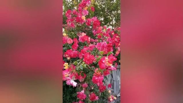 Цветет плетистая роза Полька-бабочка