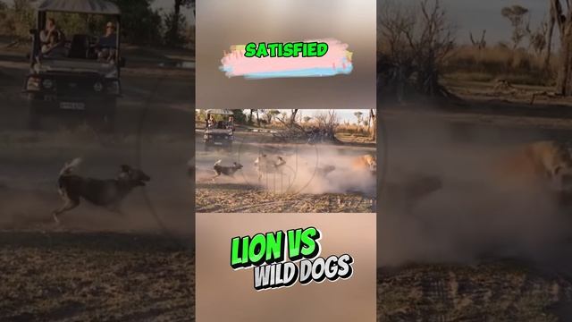 -OSVIjml3fY - Conflict between lions and wild dogs #shorts #animals #facts #wildlifetales  #lion