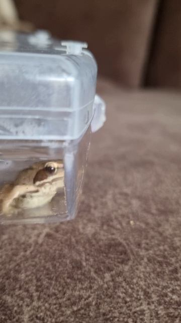 Mr. Frogs
