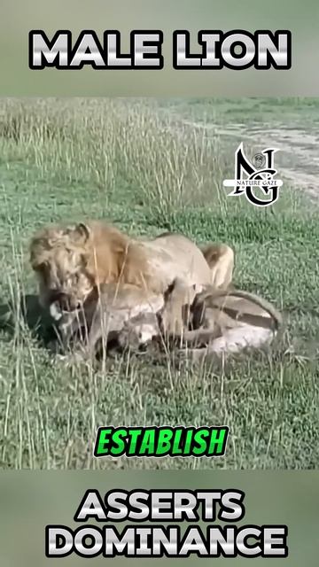 Ix8OaH9jNuo - Male Lion Asserts Dominance by Subduing Young Lioness #shorts #animals