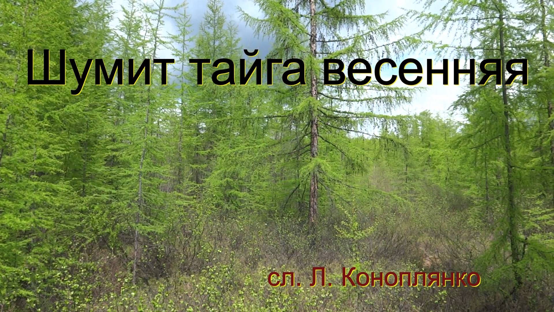 Шумит тайга весенняя. Песня на стихи Л.Коноплянко