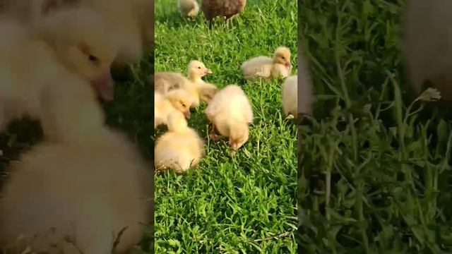 А мы живем в деревне не скучаем!!!