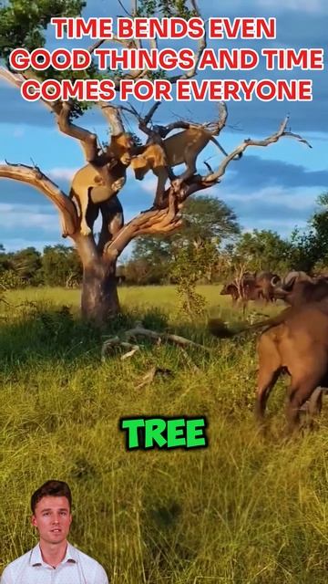 AujWnRsbSbQ - Time bends even good things and time comes for everyone #shorts #animals #lion #viral