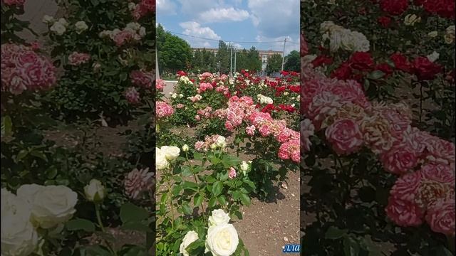 как прекрасен этот мир...ст.Ленинградская 10 июня 2025г