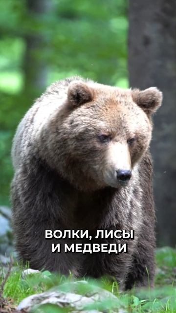 🤔 Каких животных запрещено держать дома