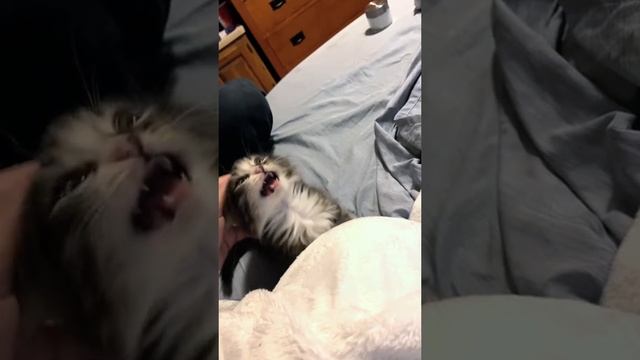 Котики