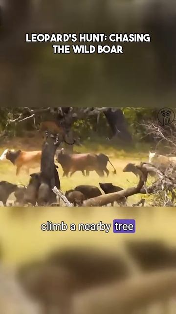 -z9dMqNUEOg - Leopard's Hunt： Chasing the Wild Boar #shorts #wildlife #animalfights