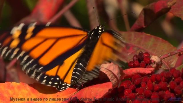 Леса оживают как картина на этой музыке - Fountains Far From Home -- One Man Book -- Potlatch