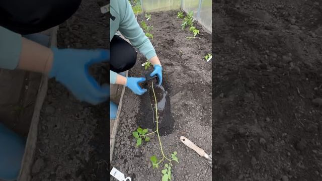Что делать, если рассада вытянулась?