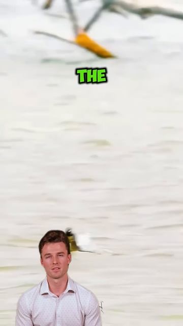 TQdu4cxsOEI - ＂Sky Meets Sea： Ruthless Fish Snatches Bird in Mid-Flight Ambush＂ #shorts #animals