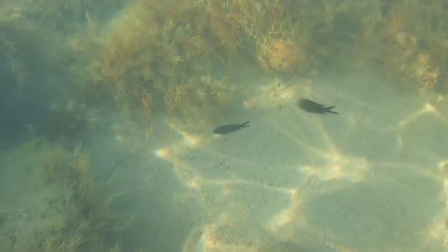 Анапа про Море 11.06.2025