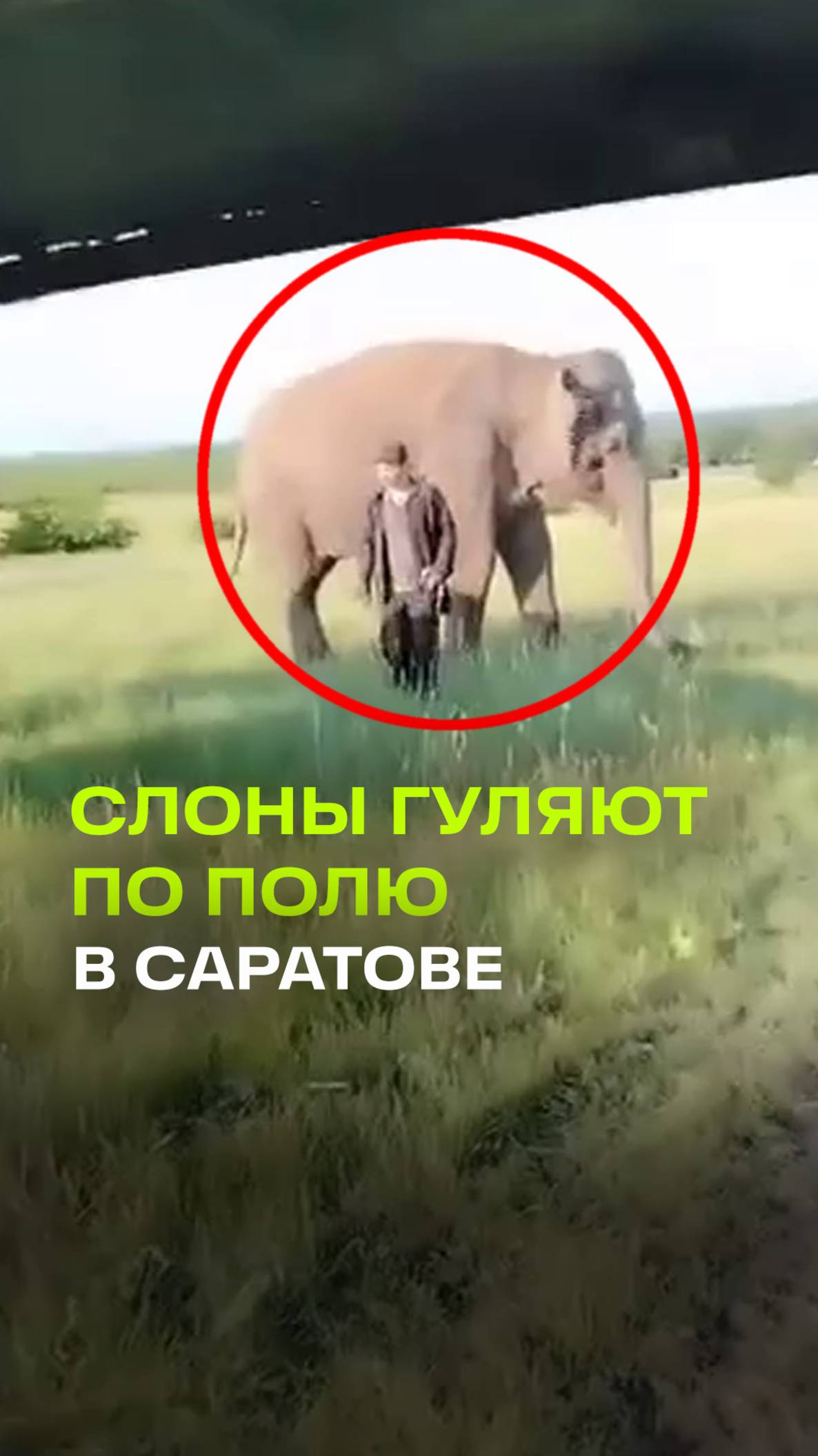 Слоны пасутся на поле в Саратовской области