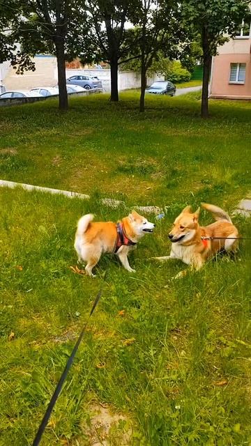 #shibainu