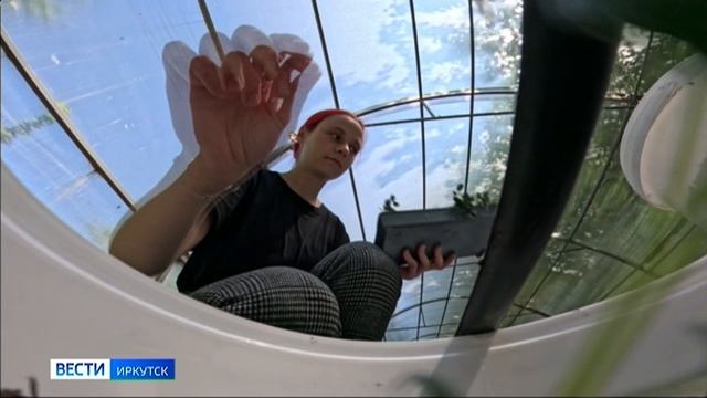 Картофель из пробирки. Иркутские агротехники выращивают на семена свыше 30 сортов