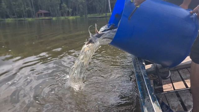 Запуск осетра