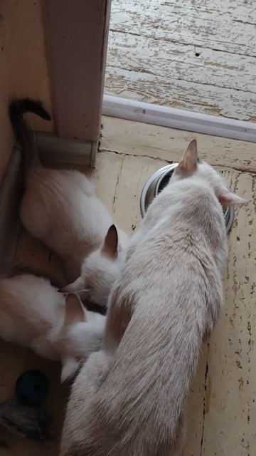 Где поймали, там и присосались