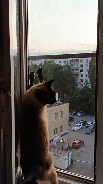 Сиамская кошка