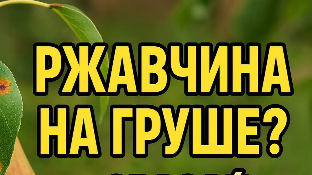 Ржавчина на груше? Работает только это средство!