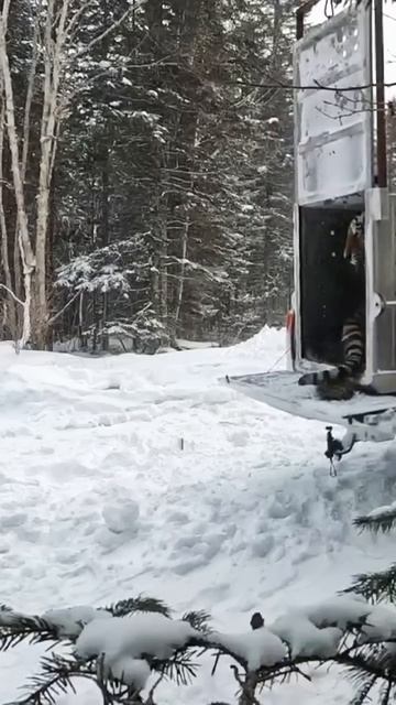 Отловленный Амурский тигр отпущен на свободу