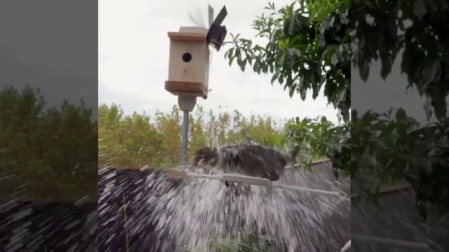 video_2025-06-10_10-04-10