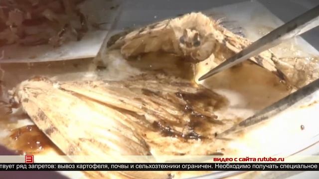 Карантин по картофельной нематоде 09.06.2025