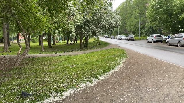 Тихий дождь капает на зонт, поют птицы - Видео для расслабления - видео на фон / АСМР