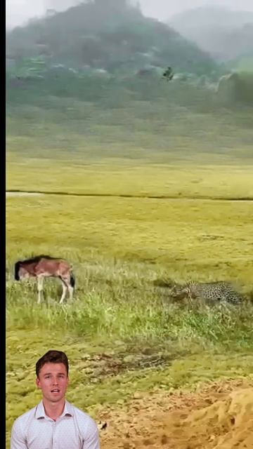 UjqBimxE_TQ - ＂Flatulent Defense： The Antelope's New Tactic＂ #shorts #animals #facts #nature