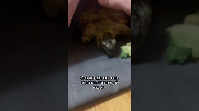 Простите за грустное видео…