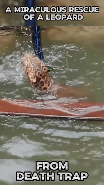 mE7THPOmPm8 - A miraculous rescue of a leopard from death trap #shorts  #nature #animals