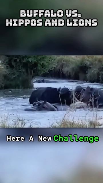 jKER7c3RsHs - Buffalo's Brave Stand： Against Hippos and Lions #shorts #animals #vizard #lionvsbuffal