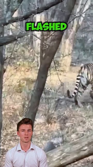 fOeFOVCGsZk - ＂Territory Tested： The Fierce Clash of Tiger and Leopard＂ #shorts #animals #tiger #leo