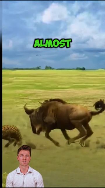 dIUfw7sVLuQ - ＂Flight of Survival： An Antelope's Dash＂ #shorts #wildlife #animals #facts #viral
